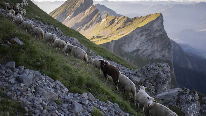 Auf schmalem Pfad: 1300 Schafe auf Wanderung