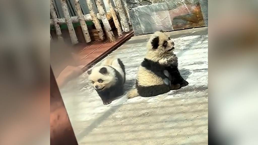 Zoo darf keine Pandas halten und setzt gefärbte Hunde in Gehege