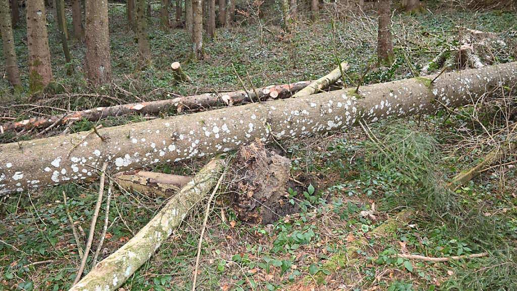 Zum tödlichen Arbeitsunfall kam es am Freitag kurz nach 14.15 Uhr im Weiler Secki in Engelburg SG.
