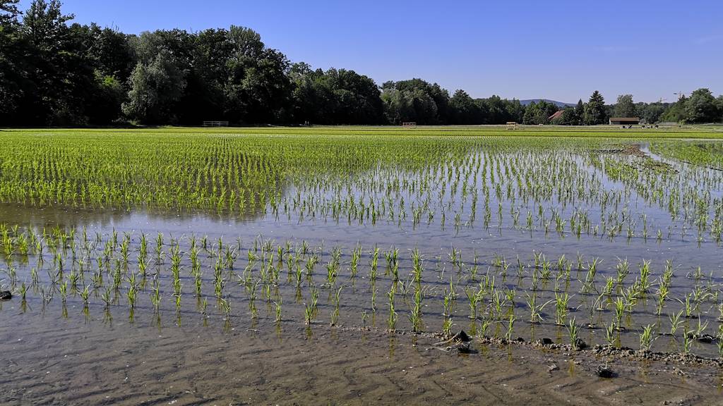 Frösche und seltene Libellen fühlen sich im Aargauer Reisfeld wohl
