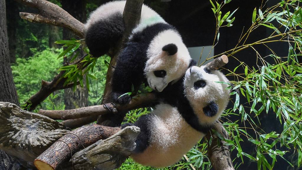 Panda-Zwillinge in Japans ältestem Zoo erstmals vorgestellt