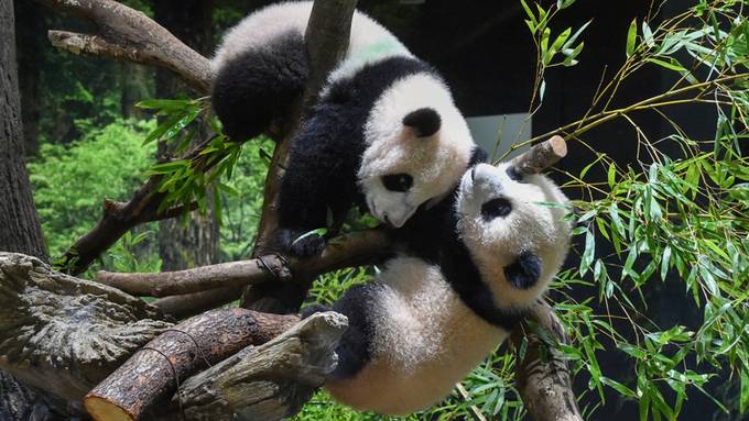 Panda-Zwillinge in Japans ältestem Zoo erstmals vorgestellt