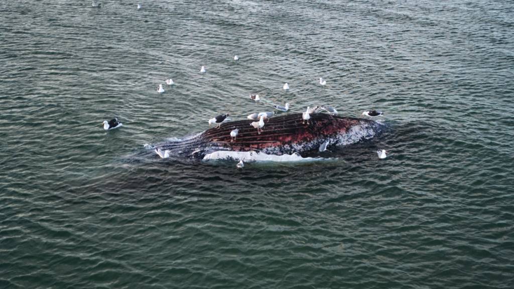 Ein toter Wal liegt vor der dänischen Insel Anholt. Unklar ist, ob es sich um den Wal handelt, der Ende März erstmals vor Timmendorfer Strand gestrandet war und rund einen Monat später in die Nordsee, transportiert wurde. Foto: Marcus Golejewski/dpa