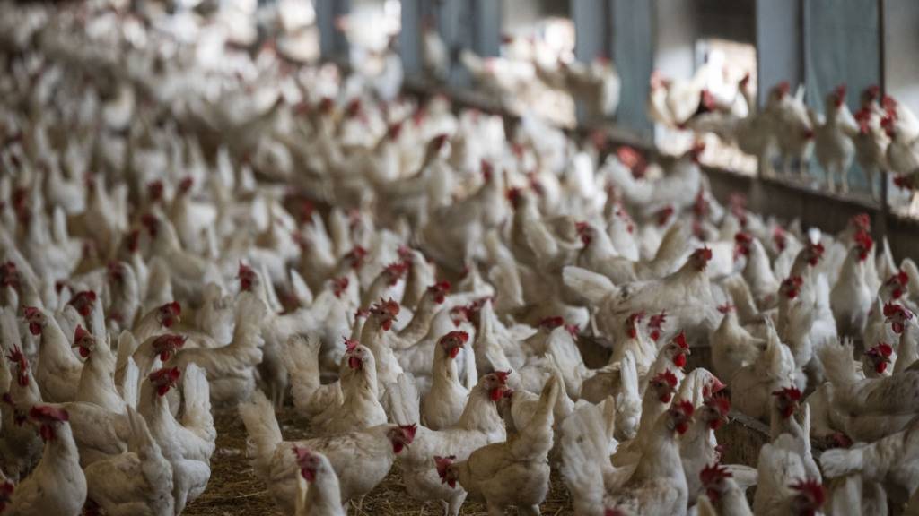 Suisse Garantie warb mit Eiern aus «kleinen Herden». Die Lauterkeitskommission stuft dies als irreführend ein, da die meisten Hühner in grossen Beständen leben. Tierschützer hatten die Werbung beanstandet. (Archivbild)
