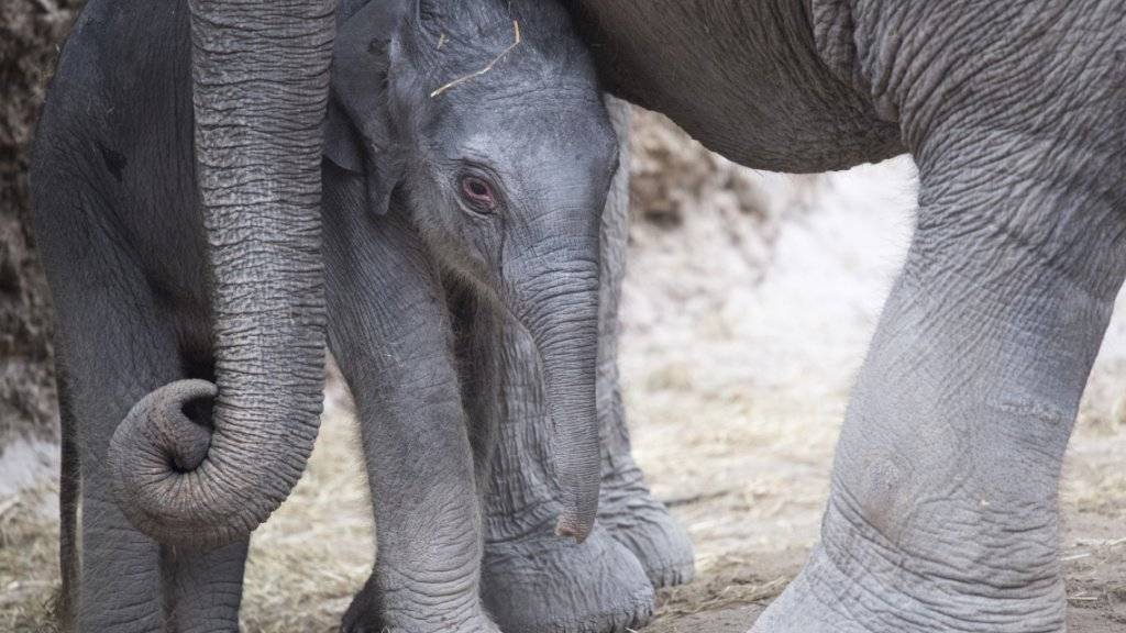Das kleine Elefantenmädchen Ruwani wird von den Grossen umsorgt.