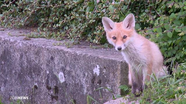 Fuchsfamilie verzaubert Zürich Affoltern