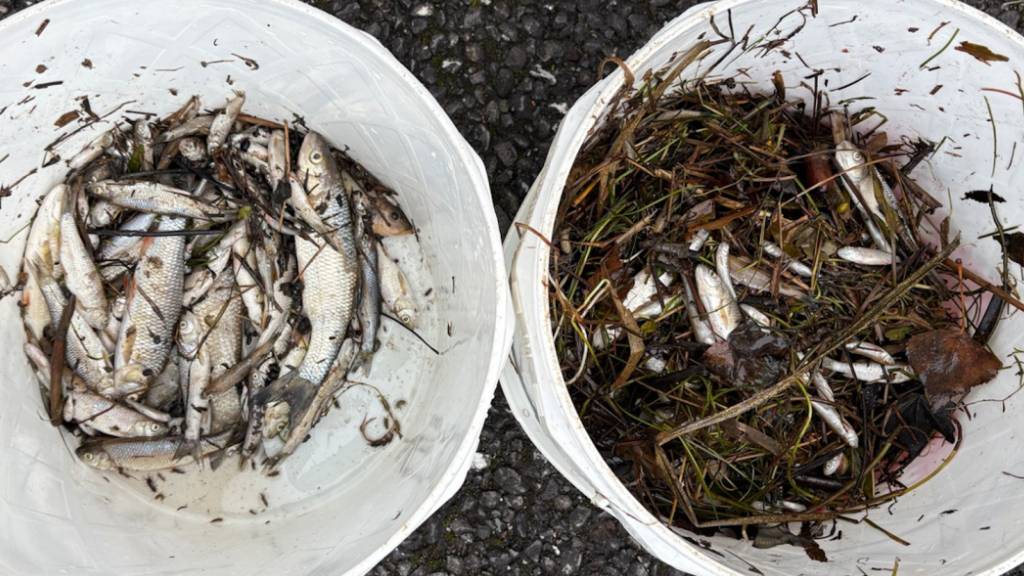 Die toten Fische wurden eingesammelt.
