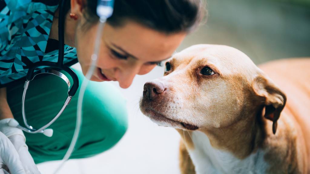 Wenn Vierbeiner Blut spenden und Leben retten