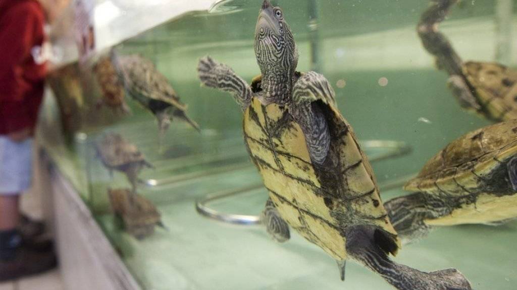 Das Zentrum Emys in Chavornay (VD) beherbergt rund 1300 Schildkröten, darunter auch die fünf neuen «Kostgänger» aus Hongkong. (Archiv)