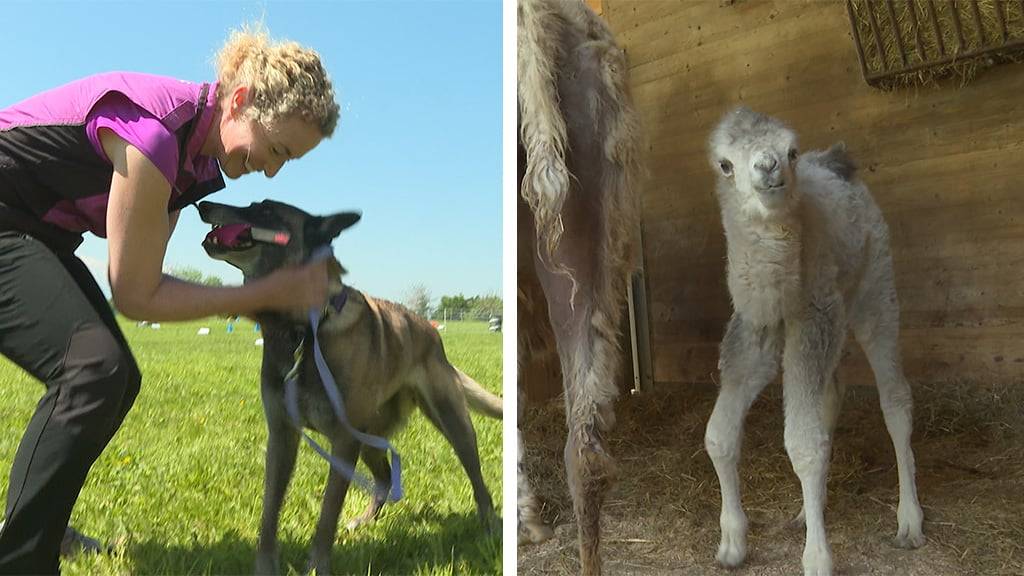 Tag des Hundes / Trampeltier-Nachwuchs Knies Kinderzoo