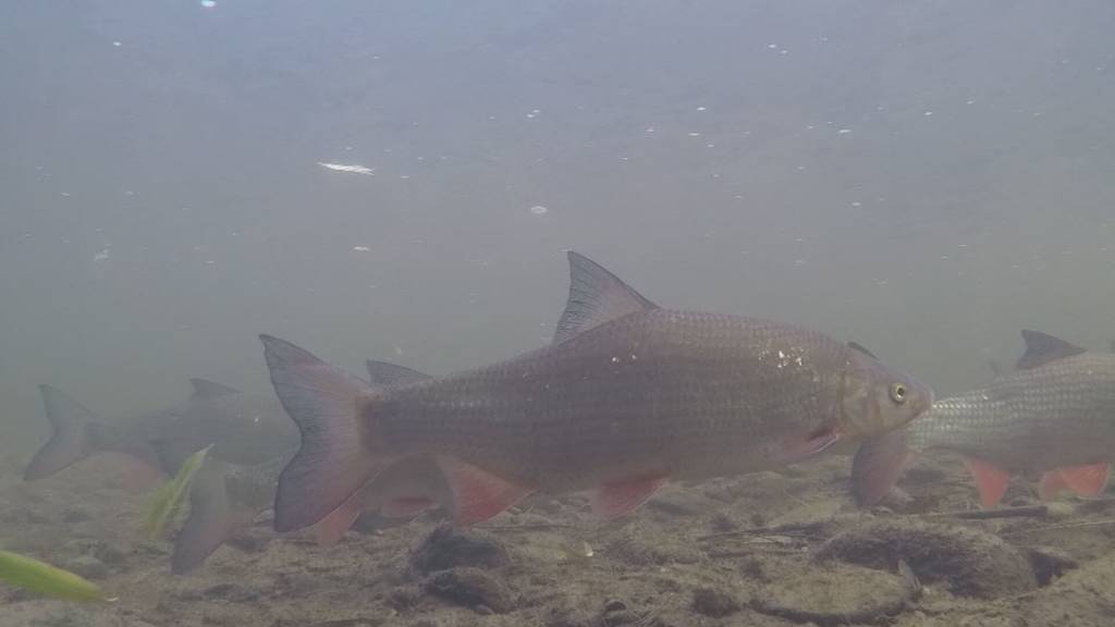 Fische leiden – Sanierung der Wasserkraftwerke stockt