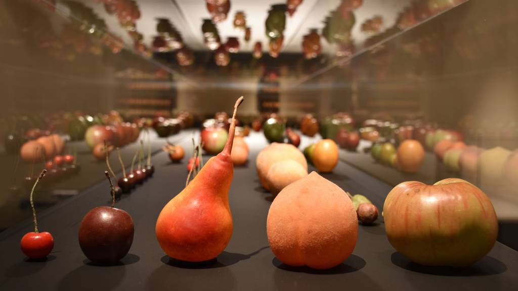 Die ausgestellten Wachsfrüchte sind über 200 Jahre alt.