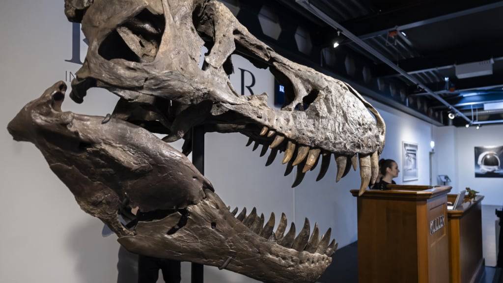 Forscher haben anhand neu analysierter Knochenfunde eine neue Saurier-Art bestimmt, die die Familiengeschichte des berühmten Tyrannosaurus Rex neu schreibt. (Archivbild)