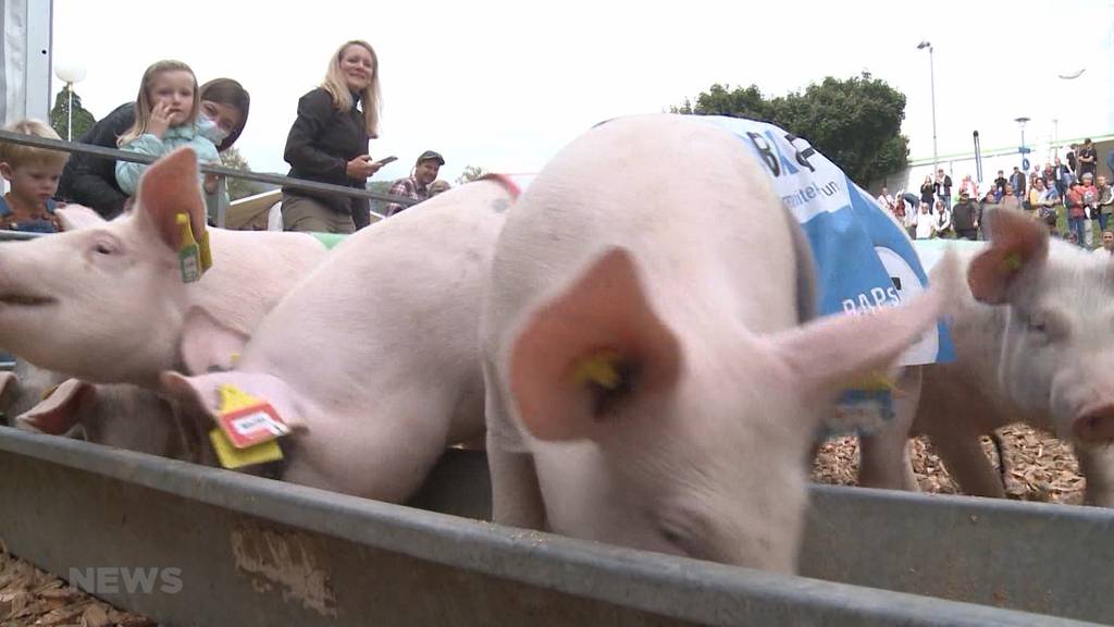 Säulirennen an der HESO Solothurn: Jetzt geht es um die Wurst!