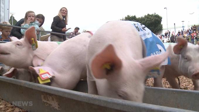 Säulirennen an der HESO Solothurn: Jetzt geht es um die Wurst!