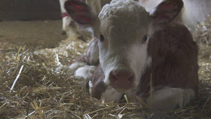 Tierischer Morgen-Joe: Jetzt gibt’s den FM1-Wachmacher doppelt