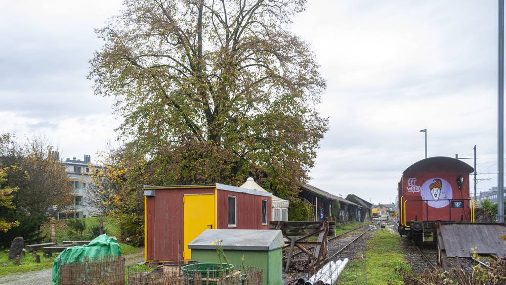 Wettingerin will alte Linde am Bahnhof retten: «Es werden sowieso zu viele Bäume gefällt»