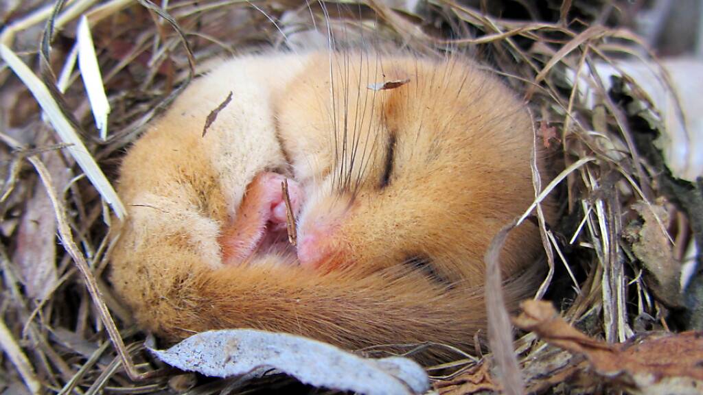 Siebenschläfer halten einen langen Winterschlaf. Um harte Zeiten zu überleben, besitzen die Tiere diese Fähigkeit wahrscheinlich bereits seit 34 Millionen Jahren. (Pressebild)