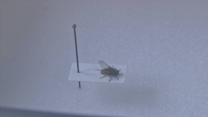 Grosser Bahnhof für eine tote Fliege: «Erika» soll den HSG-Campus verlassen – Studierende wehren sich