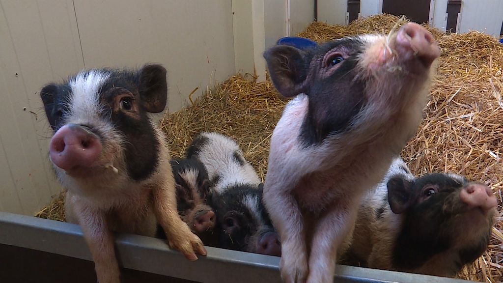 Jungtiere im Knies Kinderzoo 