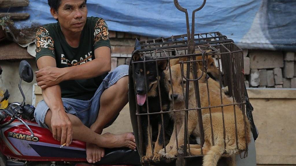 Trotz Protesten von Tierschützern hat in der südchinesischen Stadt Yulin das Hundefleischfestival begonnen. (Archiv)