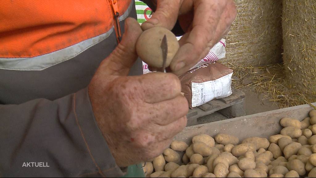 Aargauer Bauer bleibt auf 45 Tonnen Bio-Kartoffeln sitzen