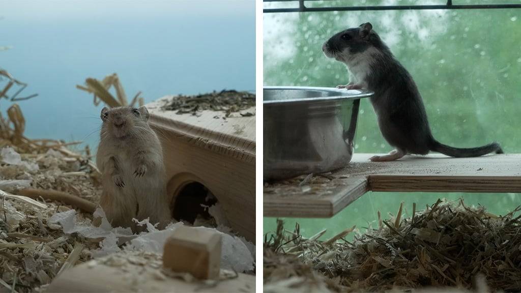 Rennmäuse (Gerbils)