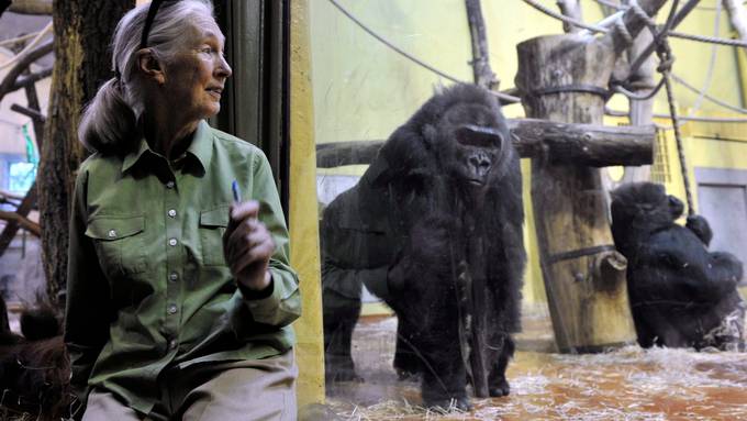 Primatenforscherin Jane Goodall wird Ehrendoktorin der Universität Zürich
