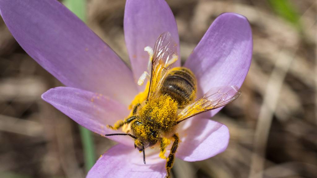 Fast die Hälfte der einheimischen Wildbienen ist gefährdet