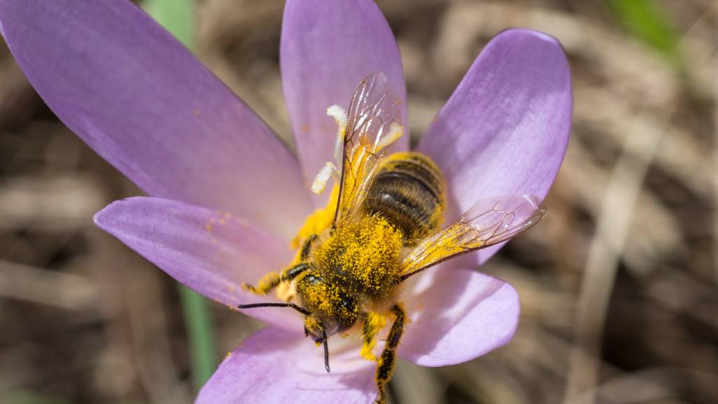 45 Prozent der einheimischen Wildbienen sind gefährdet. (Archivbild)