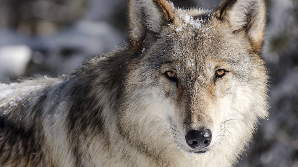Die Abschussbewilligung für einen Wolf im Kanton Uri hat Kritik hervorgerufen. (Archivbild)
