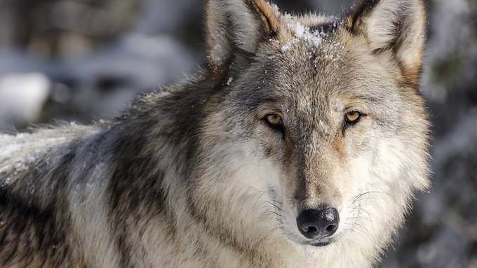 Verein kritisiert Urner Abschussbewilligung für Wolf