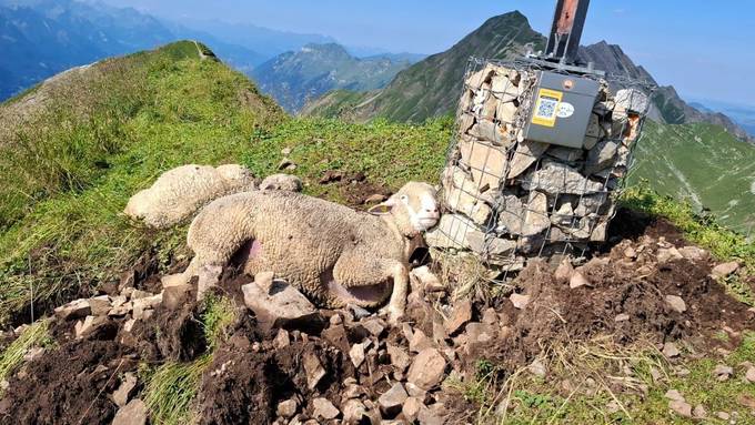 21 Schafe durch Blitzeinschlag in Obwalden getötet