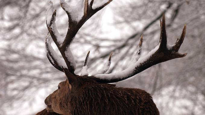 Hirsch angefahren und liegengelassen