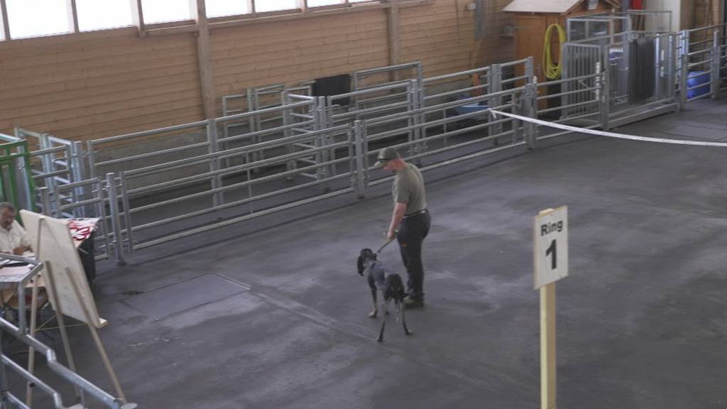 Der Laufhund wandelt sich vom Jagd- zum Familienhund