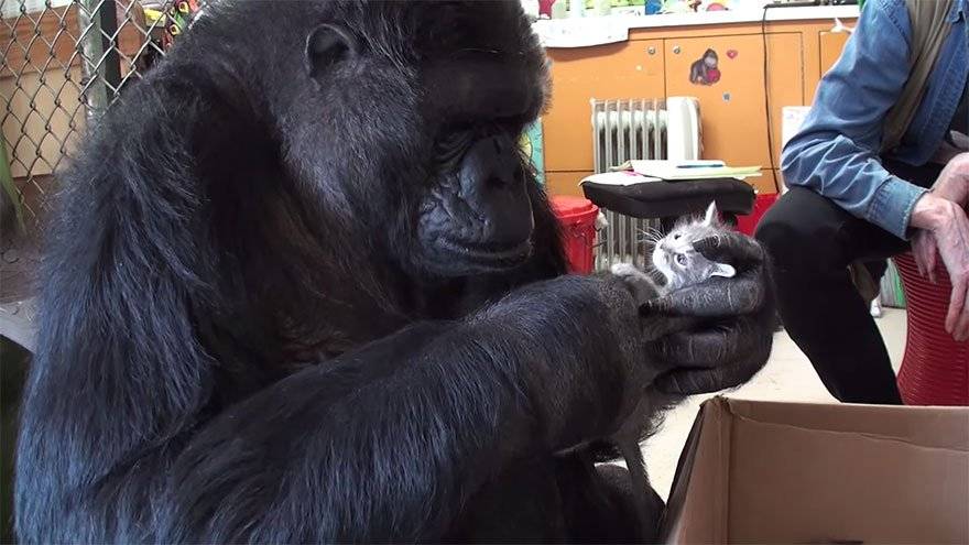 Der Gorilla «Koko» mit ihrem neuen Baby.