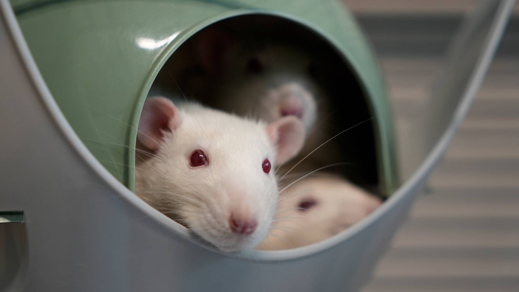 Ratten