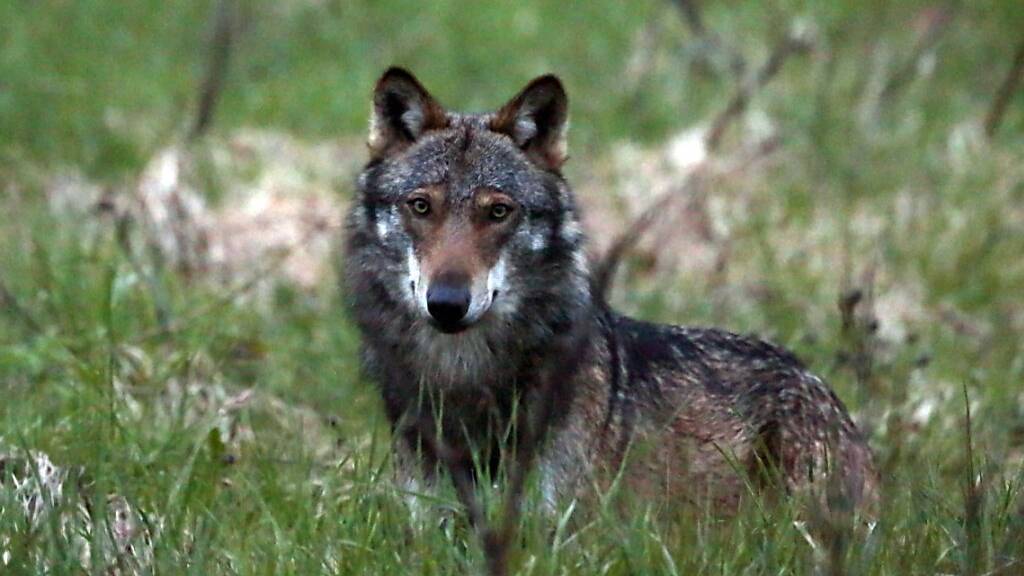 Mit über zehn gerissenen Nutztieren hat ein Wolf im Kanton Uri seine Abschussbewilligung ermöglicht. (Symbolbild)