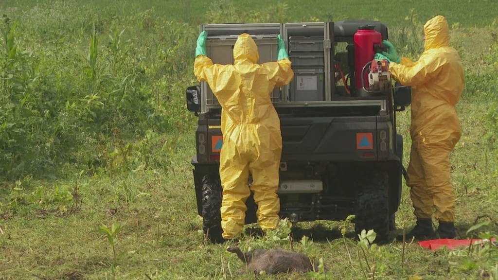 «Alarmstufe Quieck!»: Thurgau übt Schweinepest-Notfall