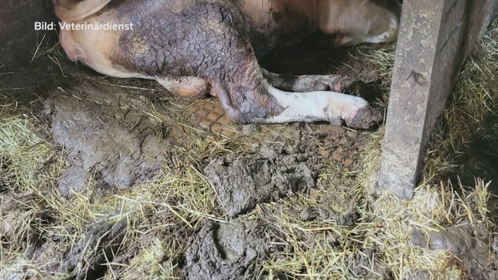 Verwahrlost: Aargauer Tierhalter muss alle Rinder abgeben