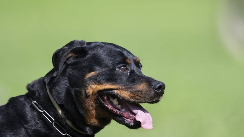 Halterinnen und Halter von Rottweilern müssen ihre Hunde im Kanton Zürich registrieren. Neun unterliessen dies und haben nun ein Verfahren am Hals. (Symbolbild)