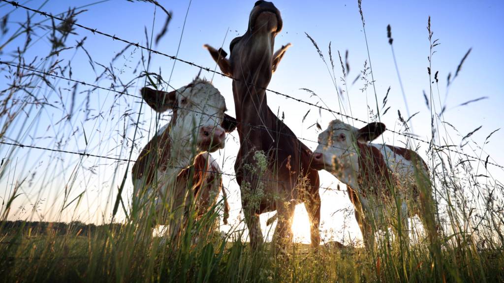 Im Vorarlberg mussten weitere Tiere wegen der Rinder-TBC getötet werden. (Symbolbild)