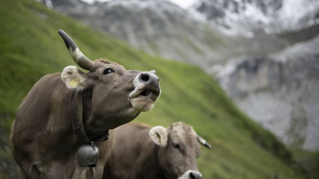 In Graubünden gibt es weniger Milch- dafür mehr Mutterkühe. Der Grund ist der Trend zur Rindfleischproduktion. (Archivbild)