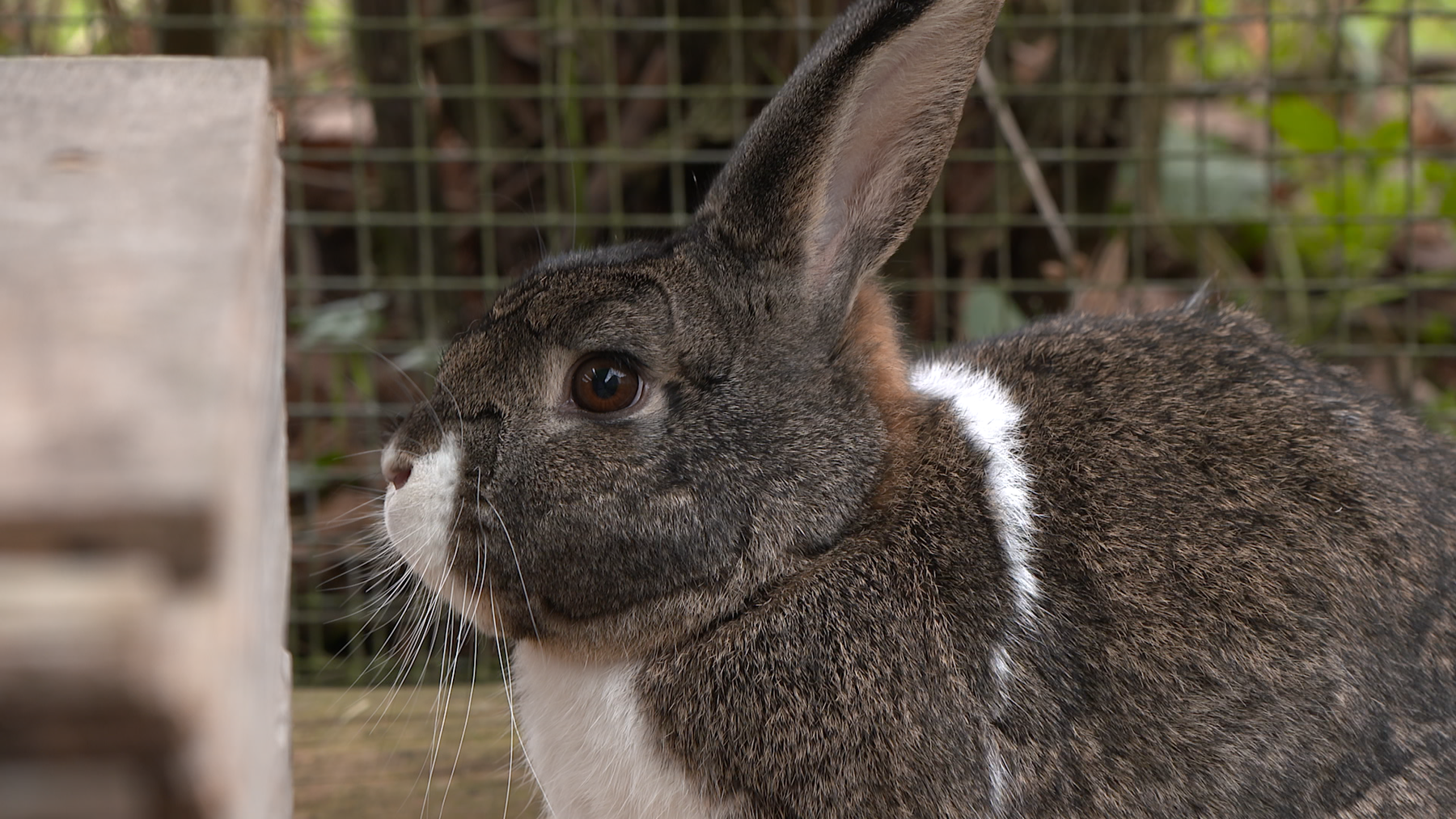 Kaninchen