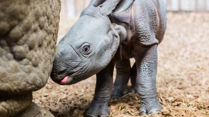 Viertes Kind für Nashorn Quetta