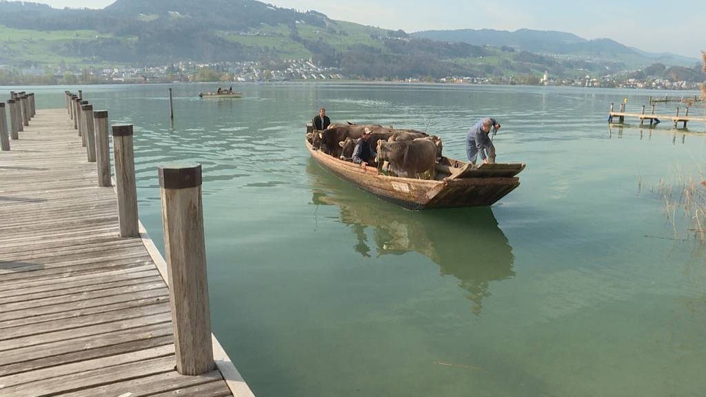 Mit Kühen auf dem Zürichsee