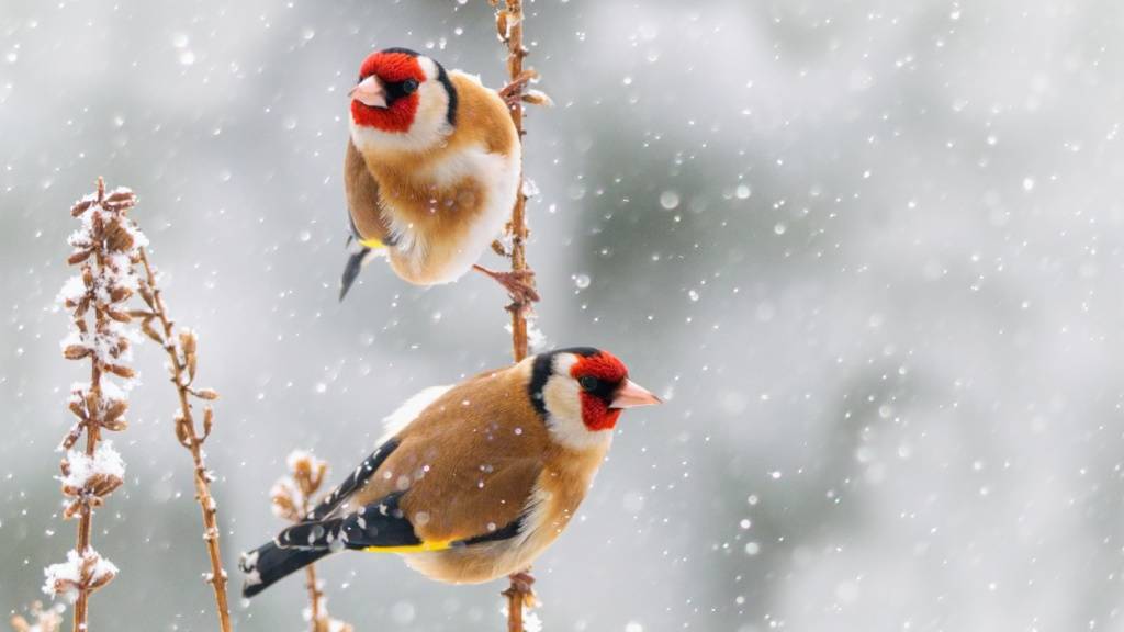 Ein bunter Gast im winterlichen Garten: Der Distelfink oder Stieglitz sind Samenfresser.