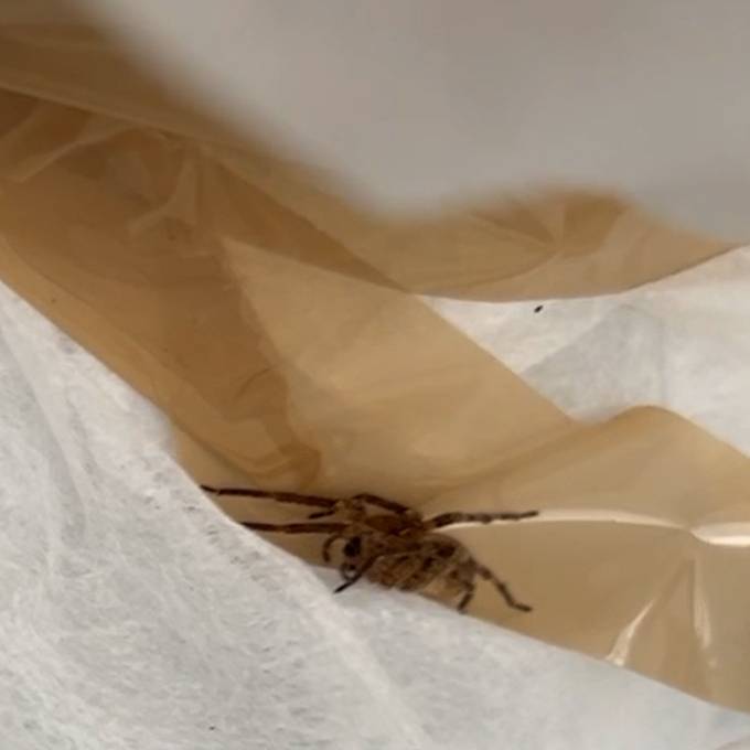 Schon wieder Nosferatu-Spinne im Haus: Das sind die Hotspots der Achtbeiner