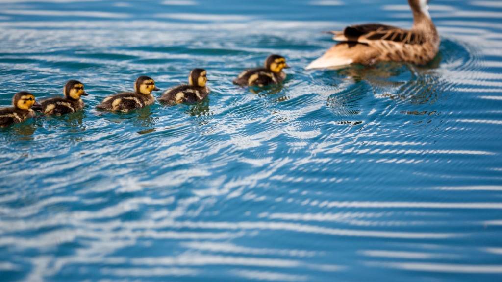Wer im Tierreich die Richtung vorgibt, steht unter Druck. Eine neue Studie zeigt, dass eine Führungsrolle bei Tieren das Herz schneller schlagen lässt.