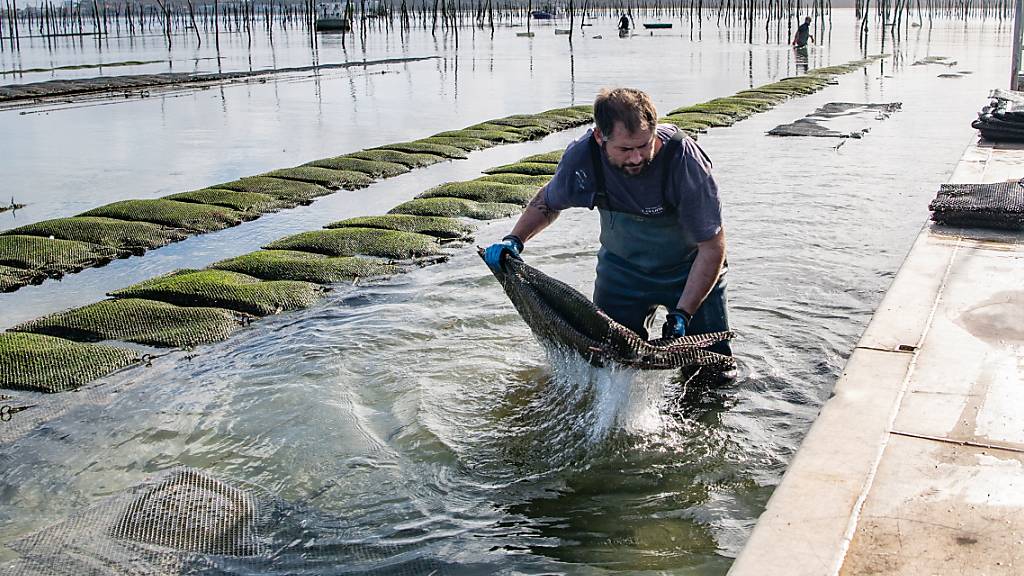 Noch vor dem Orkan «Ciaran» Ein Austernzüchter arbeitet in einer Austernzucht im Becken von Arcachon. (Archivbild)